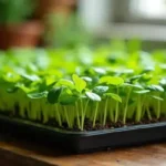 Growing Microgreens at Home: Harvest in Days